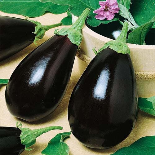 قیمت خرید بادمجان دلمه ای + فروش ویژه